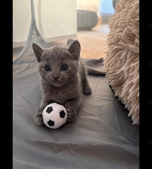 Nur noch 3 Süsse Russisch blau Kitten