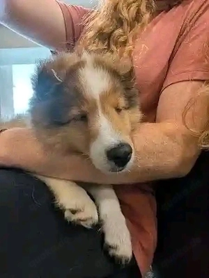 Treffen Sie Mike - süßer 10 Wochen alter Sheltie-Welpe. 