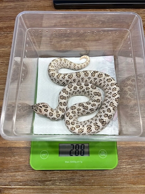 0.1 Heterodon nasicus Superarctic