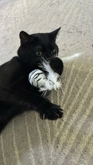  Blacki sucht ein liebevolles Zuhause 