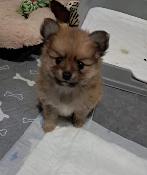 Pomchi welpen