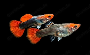 Koi Tuxedo Guppy Guppys Poecilia reticulata 