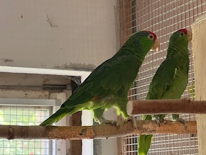 Grünwangenamazonen