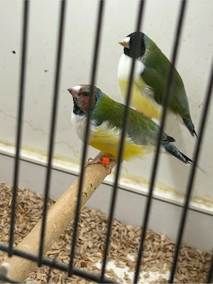Gouldamadien