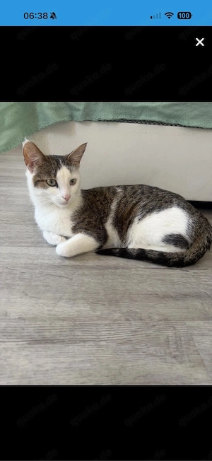 2 jährige Katzen mädchen abzugeben 