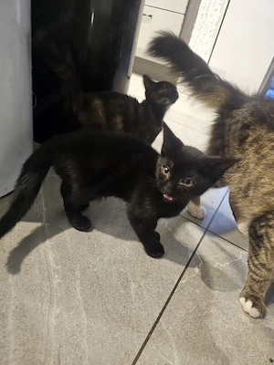 Maine Coon Mix BKH Kitten 