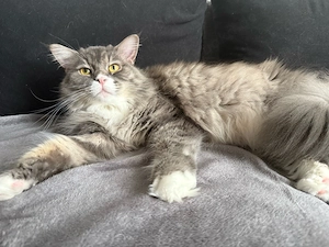Main Coon weibl.
