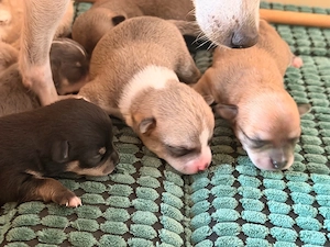 chihuahua welpe kurzhaar blue tan