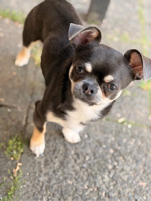 deckrüde chihuahua kurzhaar
