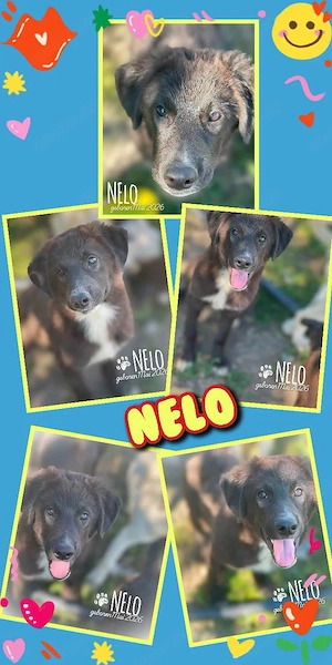 sanfter, lieber, menschenbezogener, sozialer Welpenjunge "Nelo" sucht ein Zuhause