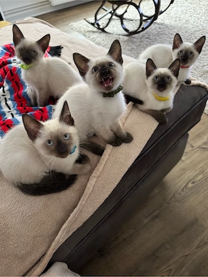 Siam kitten