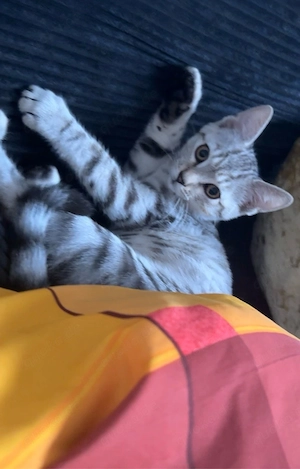 baby kater 