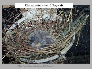 Diamanttäubchen wildfarbig  Bild 2