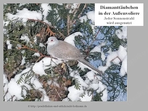 Diamanttäubchen wildfarbig  Bild 3