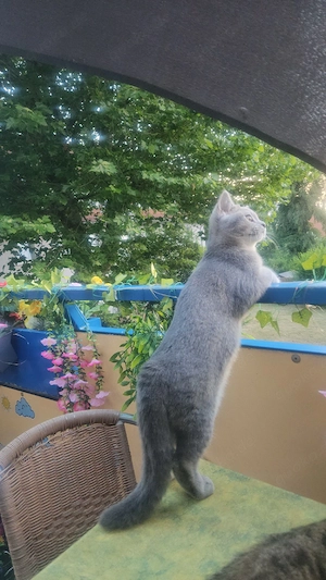 Bkh graue katze  Bild 9