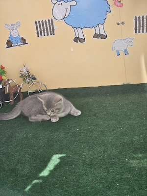 Bkh graue katze  Bild 7