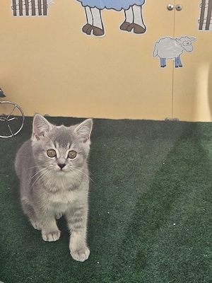 Bkh graue katze  Bild 8