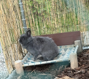 Kaninchen Pärchen sucht liebevolles neues zu Hause