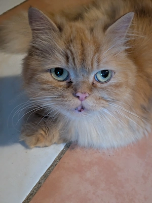 Kleine Stubentiger 