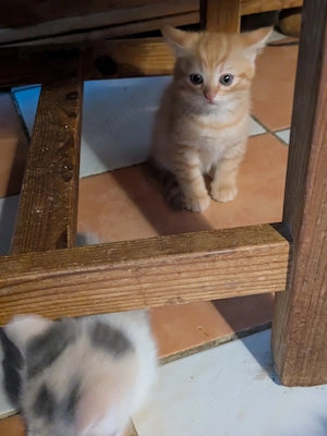 Kleine Stubentiger  Bild 2