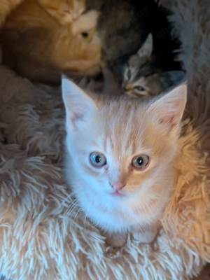 Kleine Stubentiger  Bild 5