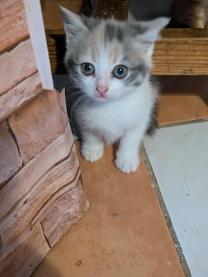 Kleine Stubentiger  Bild 3