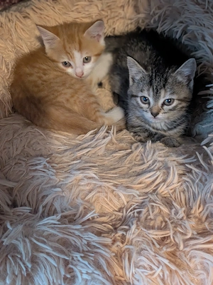 Kleine Stubentiger  Bild 4