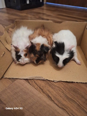 Meerschweinchen böckchen