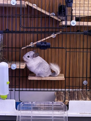 3 Chinchillas mit Käfigzubehör