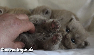 Britisch Langhaar Kater in lilac abzugeben