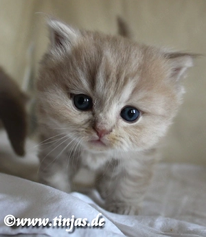 Britisch Langhaar Katzenbaby in fawn golden tabby mit grünen Augen abzugeben Bild 2