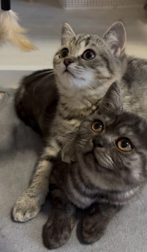 Noch 2 BKH Kitten Mädchen sind auf der Suche 