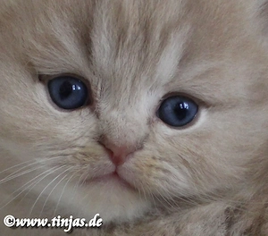 Britisch Langhaart Katzenbaby in fawn golden tabby mit grünen Augen abzugeben