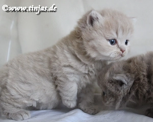 Britisch Langhaar Katzenbaby in fawn golden tabby mit grünen Augen abzugeben Bild 4