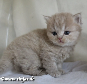 Britisch Langhaar Katzenbaby in fawn golden tabby mit grünen Augen abzugeben Bild 3