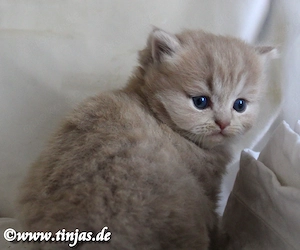 Britisch Langhaar Katzenbaby in fawn golden tabby mit grünen Augen abzugeben Bild 6