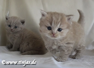 Britisch Langhaar Katzenbaby in fawn golden tabby mit grünen Augen abzugeben Bild 5