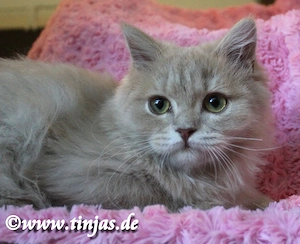 Britisch Langhaar Traumkater in fawn golden tabby mit grünen Augen.