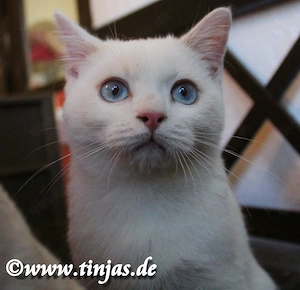 Kräftiger Britisch Kurzhaar Kater lilac point-white sucht neues Zuhause.