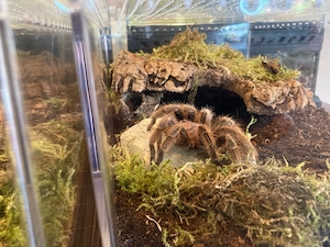 Rote Chile Vogelspinne Grammostola rose Weibchen