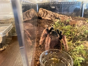 Brachypelma klaasi Männchen subadult