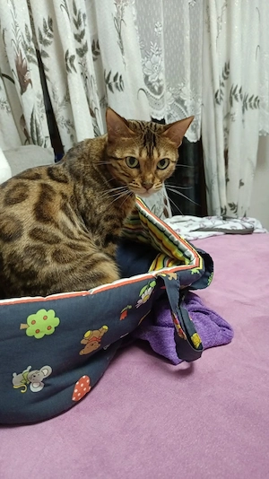 bengalkatze