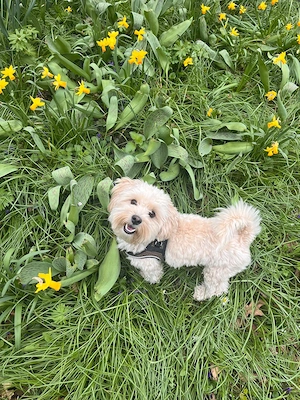 Maltipoo Lino sucht hundeerfahrenes Zuhause