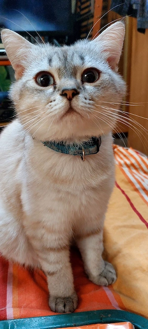 kater BKH Rassig
