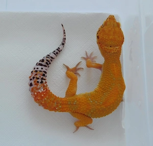 1.1 Pure Afghan Tangerine Leopardgecko Paar | Eublepharis macularius