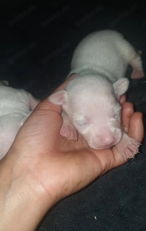 Chinis - Chini Grey - Italian Greyhound - Chihuahua - außergewöhnliche kleine Mixe