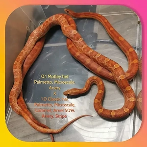 0.1 Motley het 100% Palmetto, Microscale, Anery 