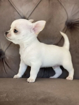 Chihuahua Welpen 