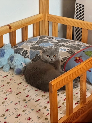  Schweren Herzens suchen wir ein neues Zuhause für unsere Katze.