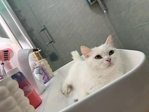 bkh kitten abgabe sofort 
